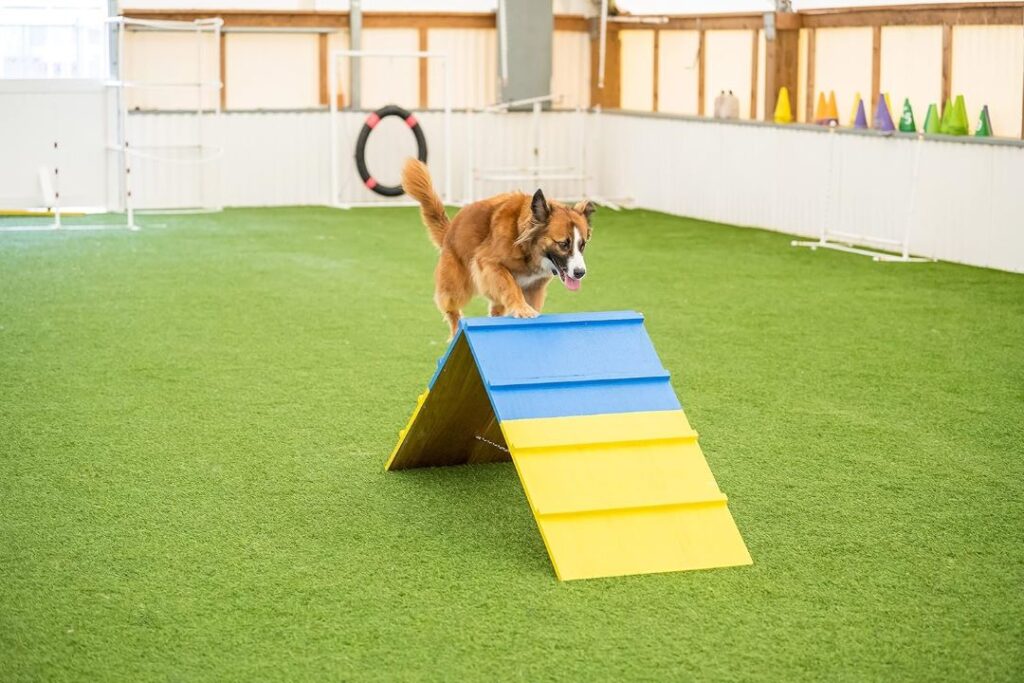 Dog Agility Equipment A frame Img2 Dog Equipment