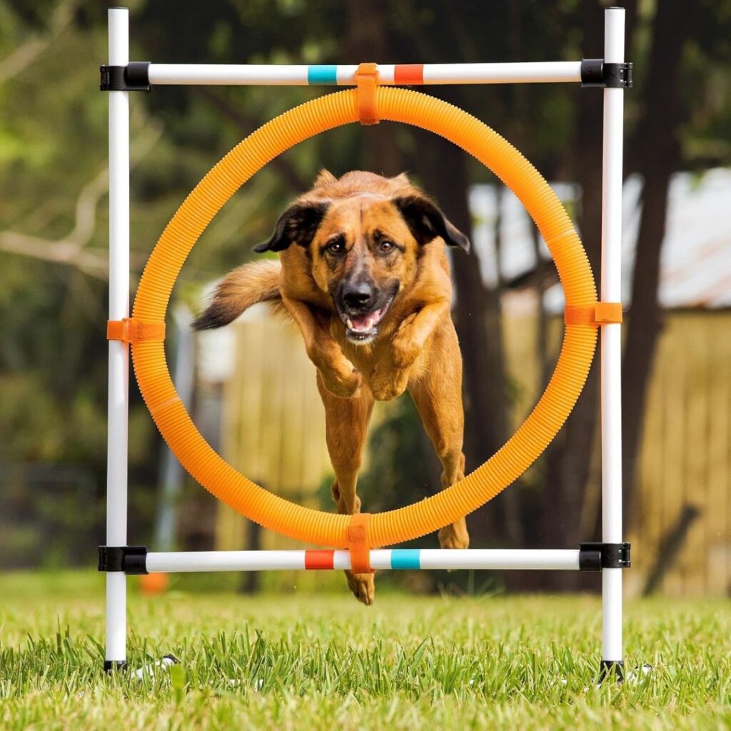 Dog Agility Equipment Hoop Jump Img2 Dog Equipment