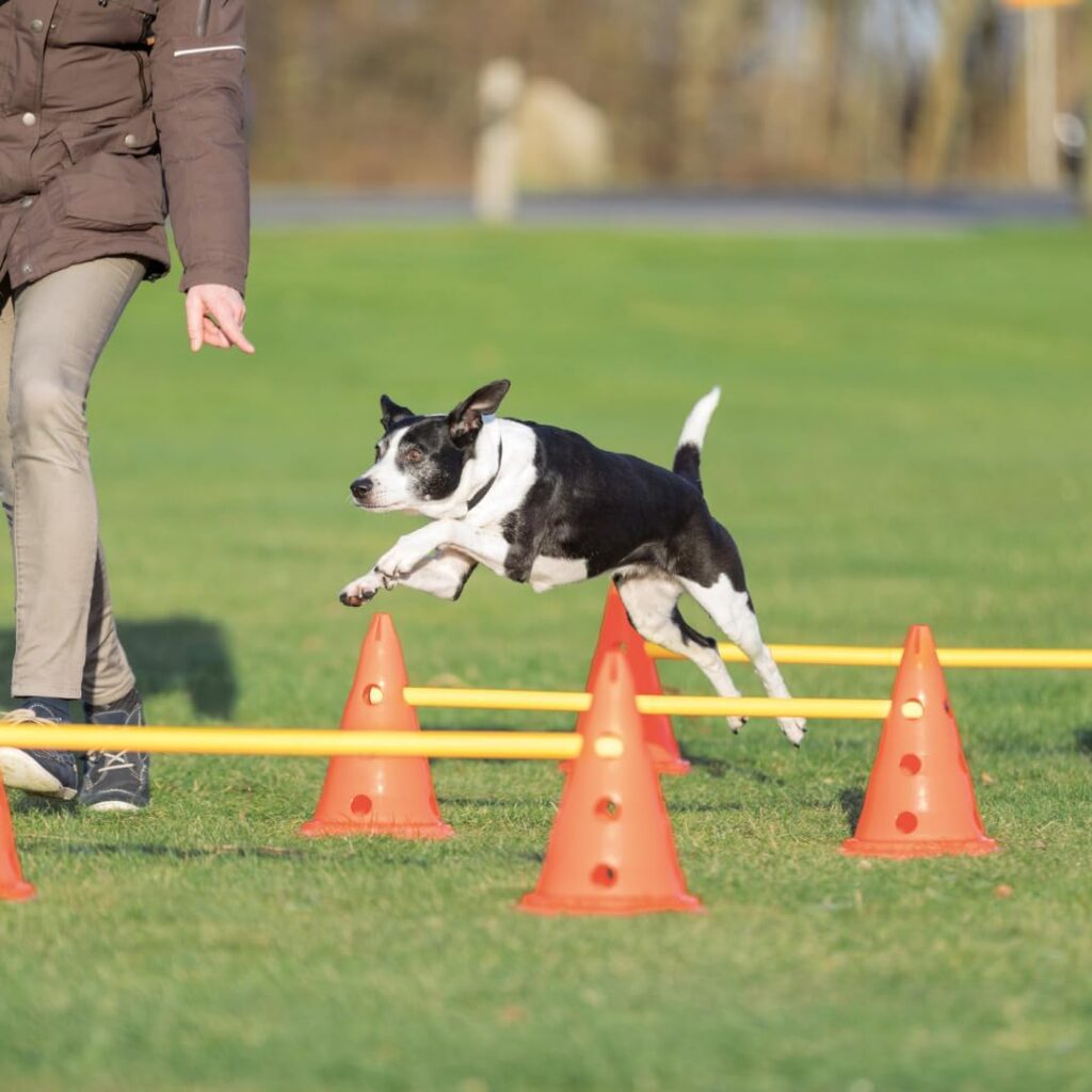 Dog Agility Equipment Hurdle Cone Img2 Dog Equipment